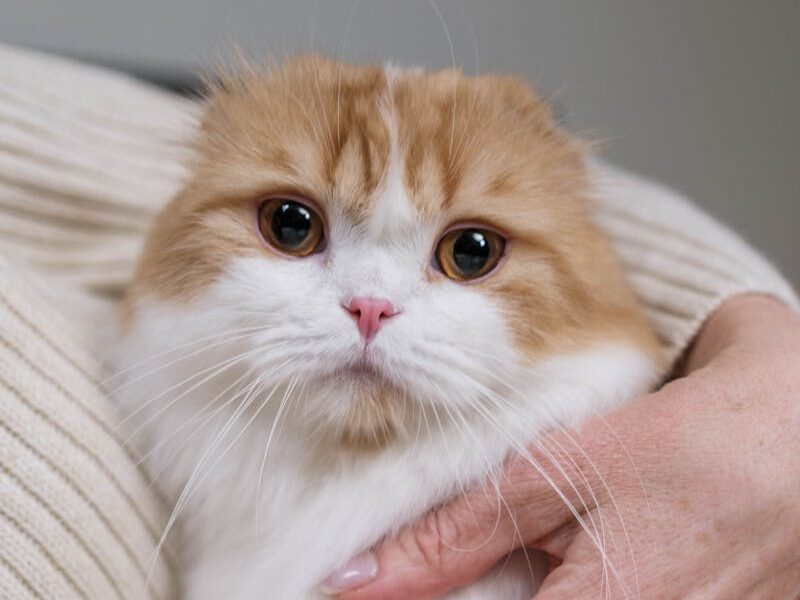 Charming Scottish Fold kitten being gently held, highlighting its fluffy fur and playful expression.