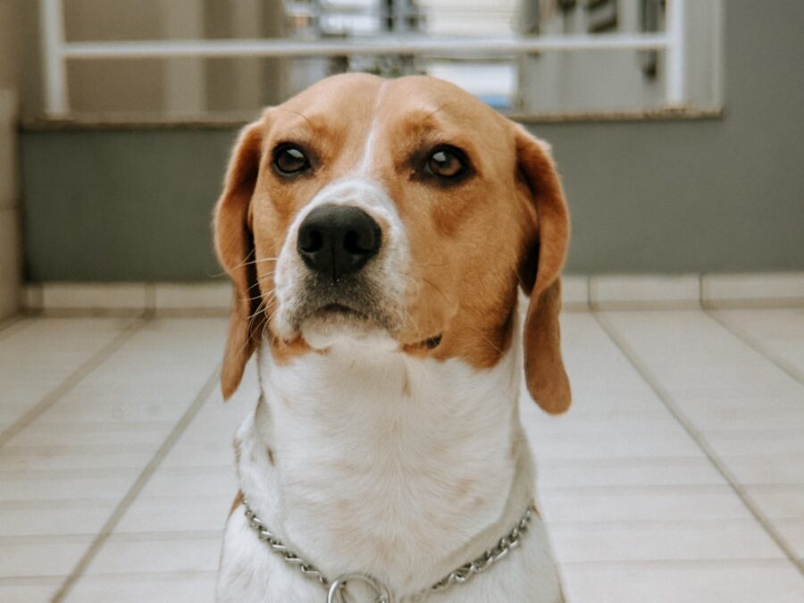 A tri-colored beagle dog sits attentively on tiled floor.