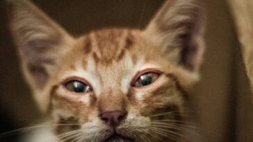 Adorable orange tabby kitten with a sad expression and squinting eyes in a close-up shot.