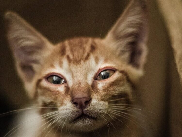 Adorable orange tabby kitten with a sad expression and squinting eyes in a close-up shot.