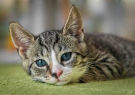 european shorthair, nature, cat, animal, kitten, pet, domestic cat, cute, feline