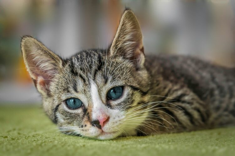 european shorthair, nature, cat, animal, kitten, pet, domestic cat, cute, feline