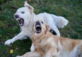 Two dogs play fighting with open mouths.