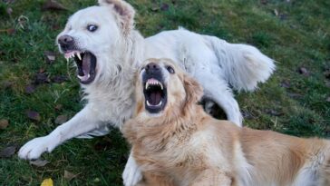 Two dogs play fighting with open mouths.