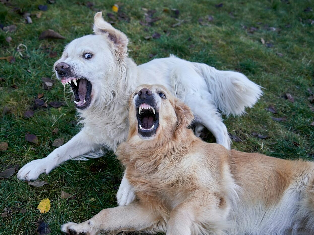 Two dogs play fighting with open mouths.