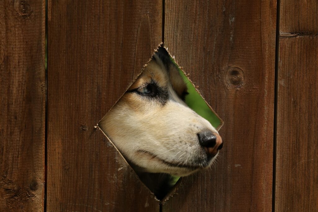 Dog peeps through a diamond-shaped hole in the fence.