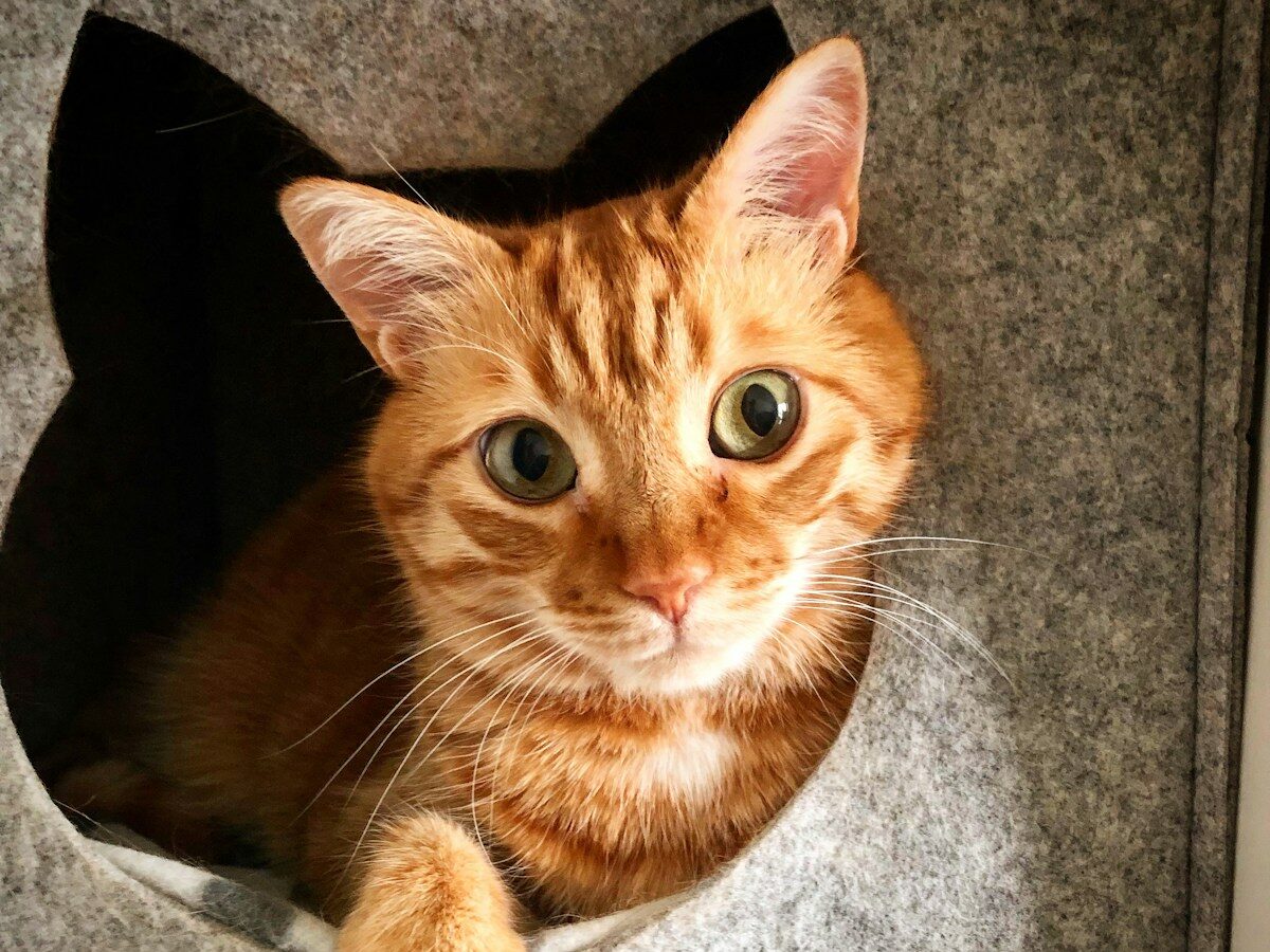 orange tabby cat
