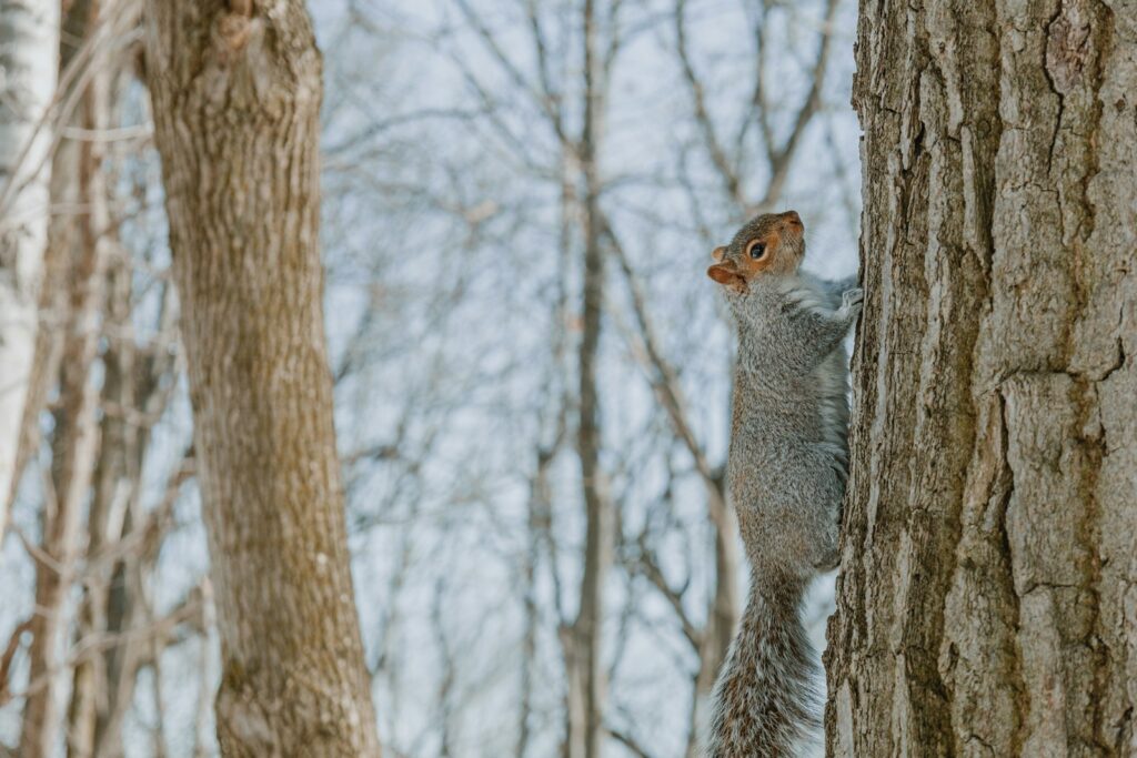 a squirrel climbing up the side of a tree