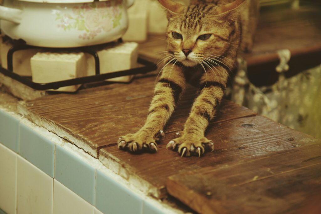 brown tabby cat on brown wooden table