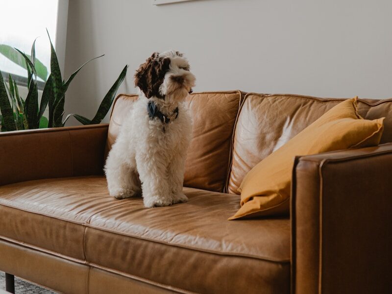 white and brown long coated dog on brown couch
