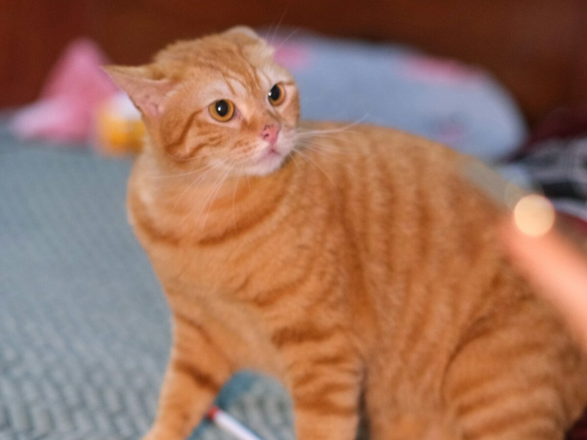 an orange cat sitting on a bed next to a person