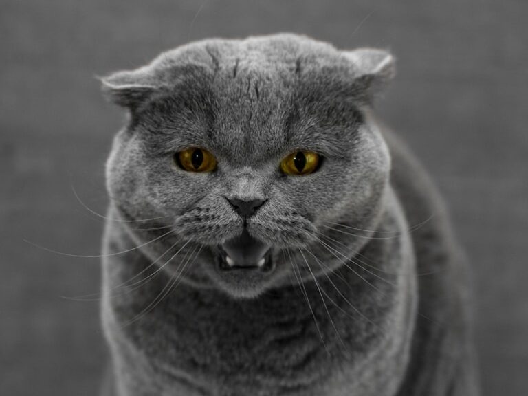 a cat with its mouth open