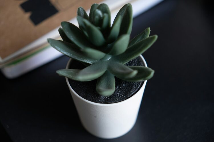 a small potted plant sitting on top of a table