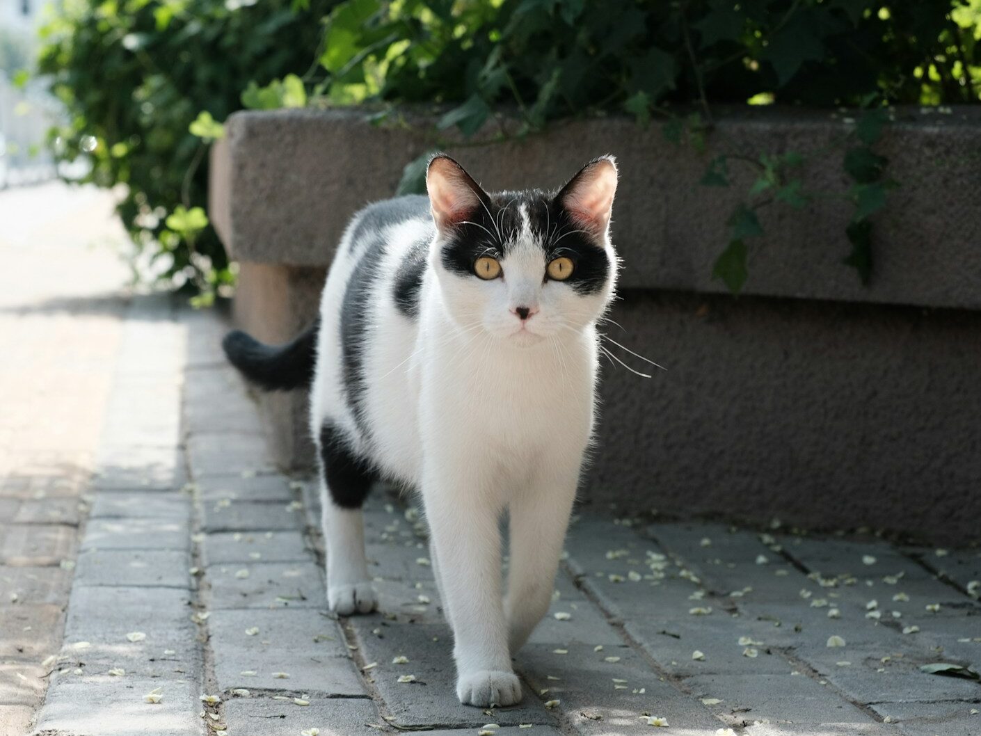 A black and white cat walking down a sidewalk