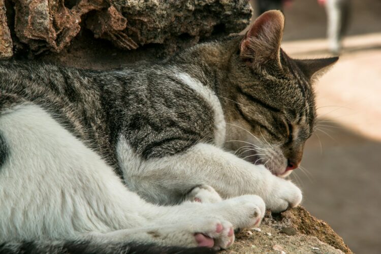 a cat lying on the ground