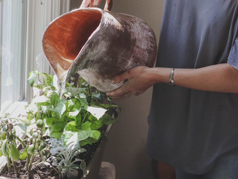 woman watering plant beside window