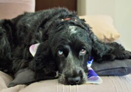 A black dog with blue eyes rests on a couch.