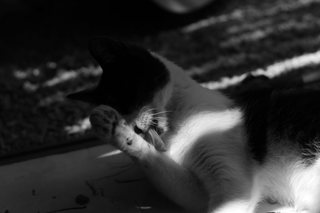 Black and white cat grooming itself in sunlight.