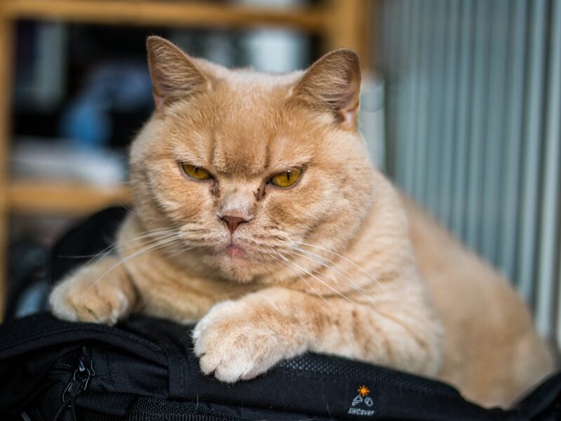 orange tabby cat on black bag