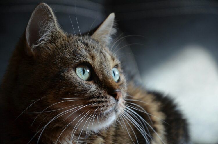 brown and black cat in close up photography