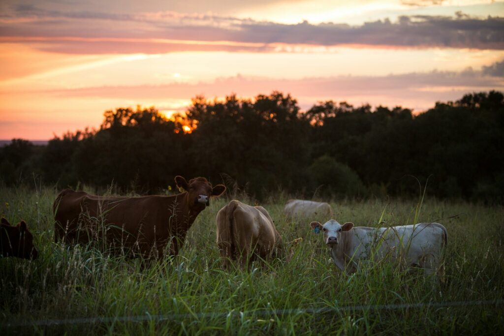 white and brown cow on green grass field during sunset