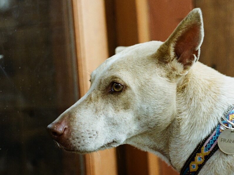 white short coated dog with blue collar