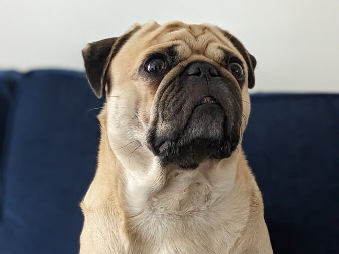 a pug dog sitting on a blue couch