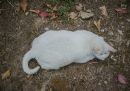 A chubby white cat rests on the ground.