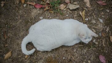 A chubby white cat rests on the ground.