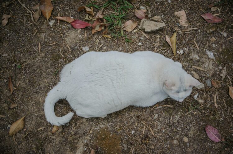 A chubby white cat rests on the ground.
