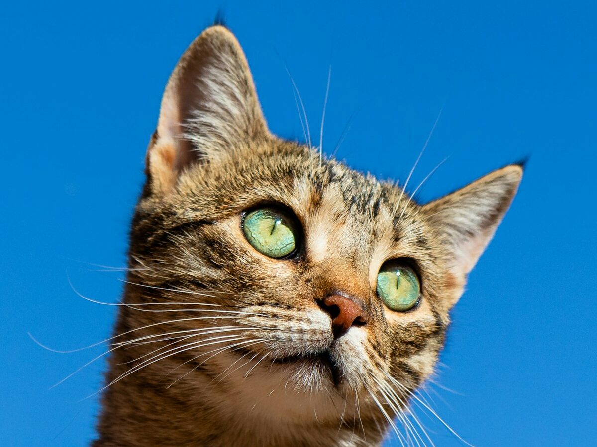 silver tabby cat