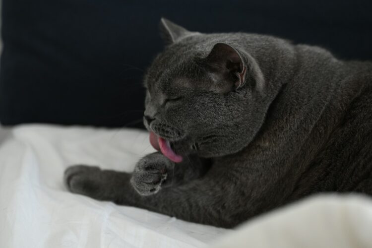a gray cat laying on top of a bed