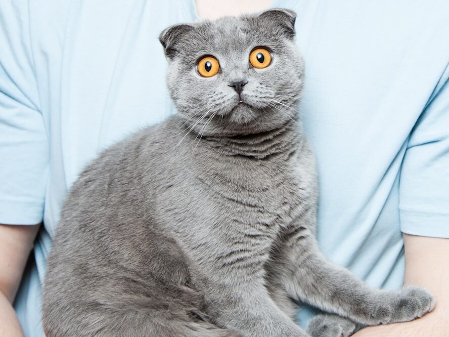 gray cat