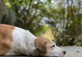 white and brown short coated dog lying on gray concrete floor during daytime