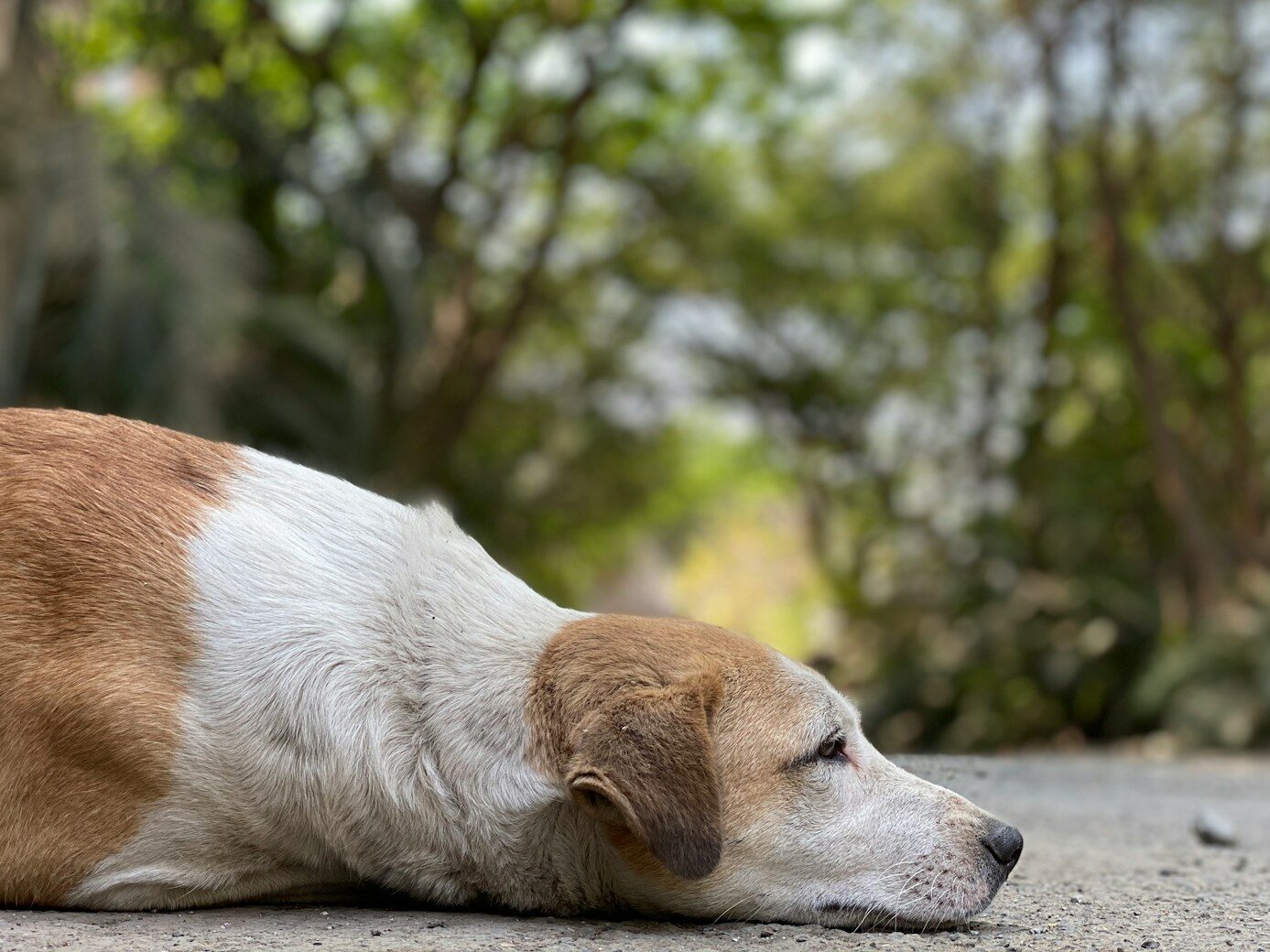 white and brown short coated dog lying on gray concrete floor during daytime