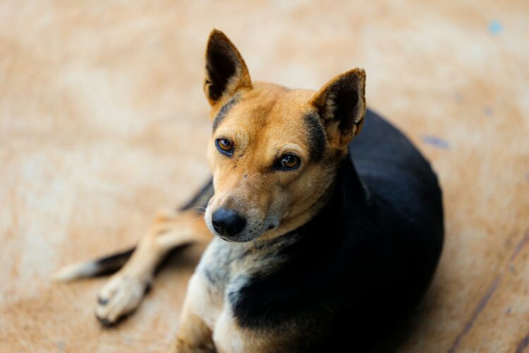 a dog lying on the ground