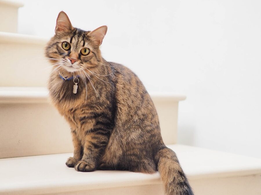 brown tabby cat on white stairs