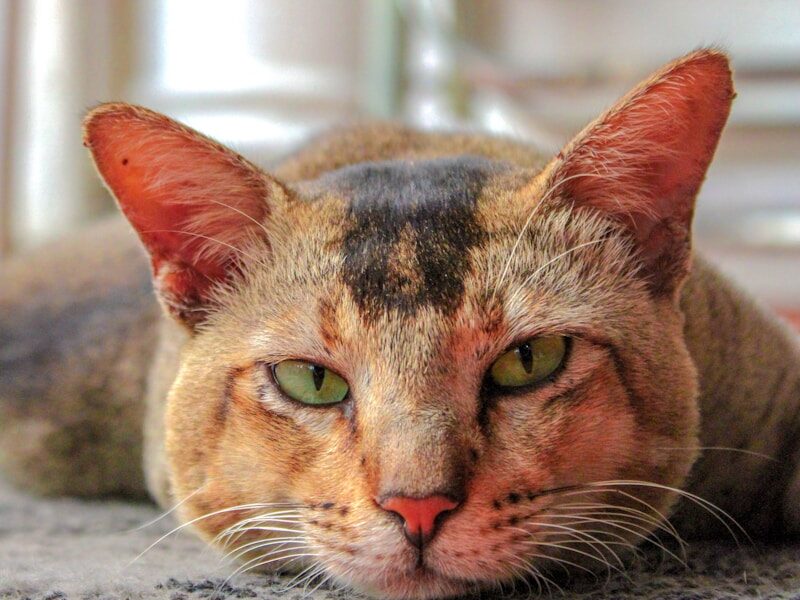 a close up of a cat laying on a floor