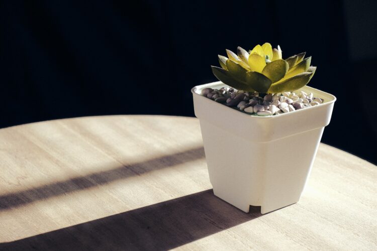 a potted plant sitting on top of a wooden table