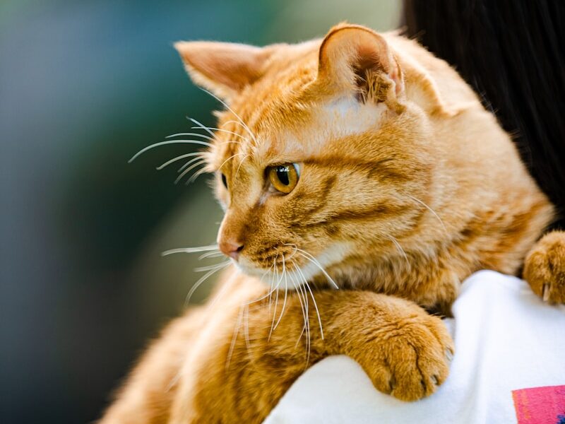 a woman holding a cat in her arms