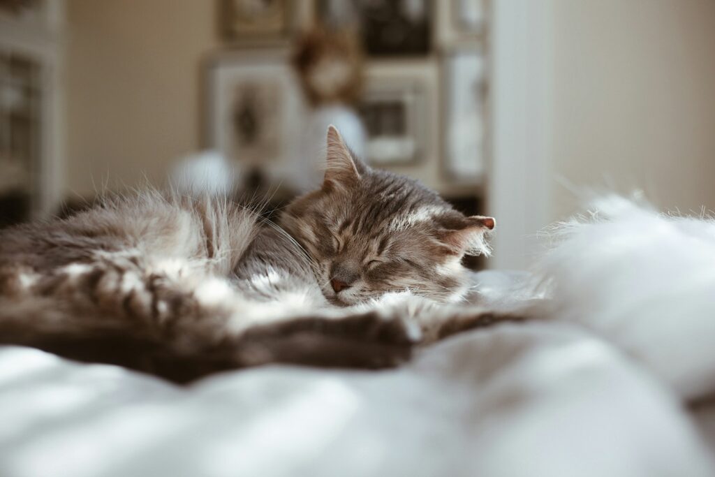 a cat is sleeping on a white blanket