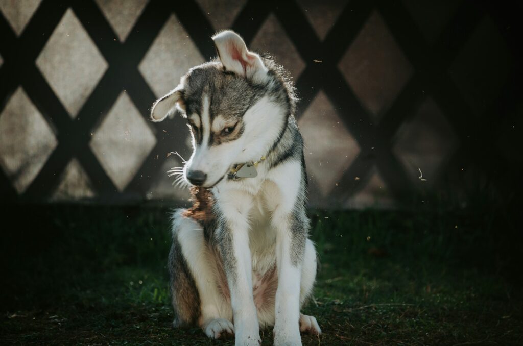 A husky dog sitting on the ground in the dark