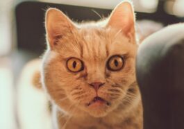cat lying on sofa