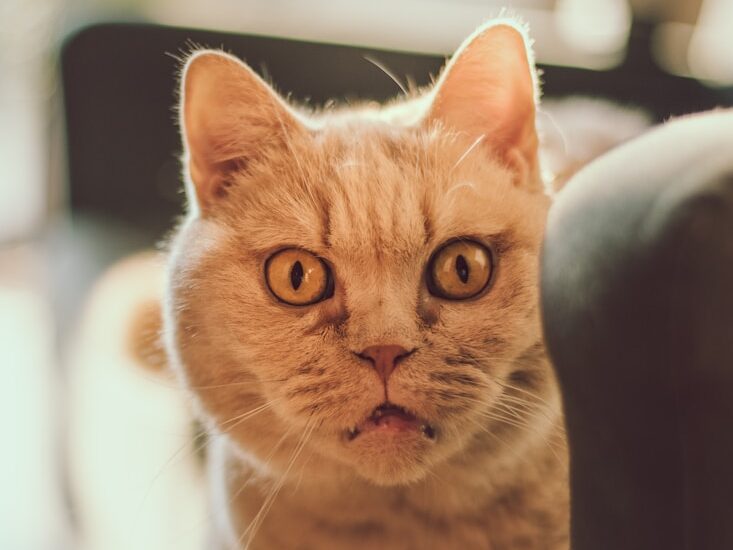 cat lying on sofa