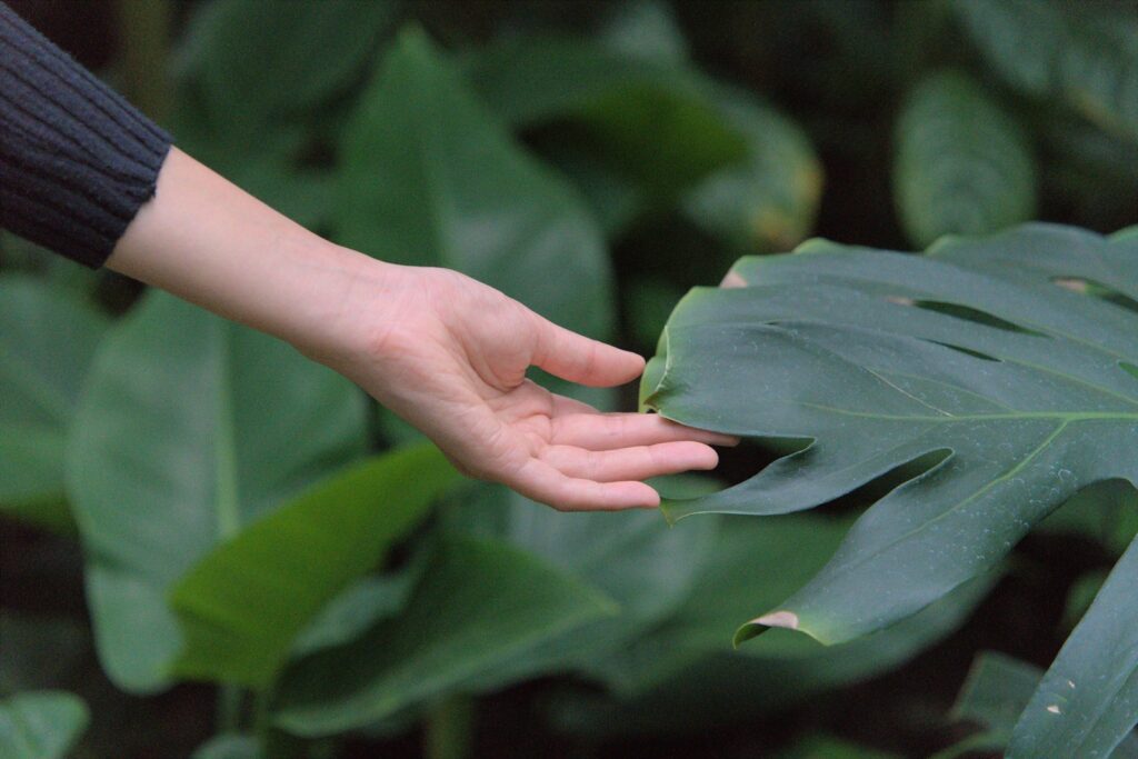 a hand holding a leaf