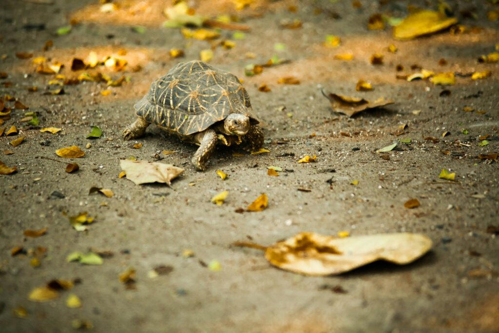 brown turtle on ground
