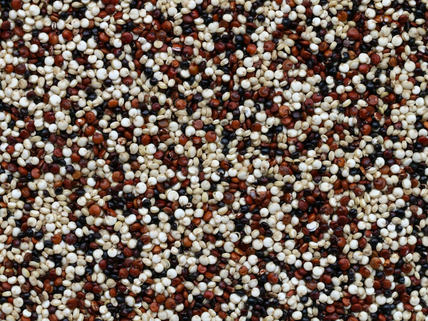 brown and white pebbles on ground