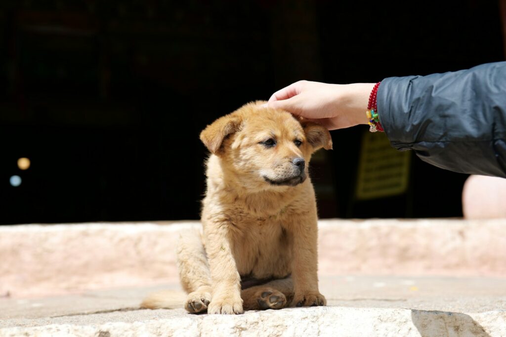 A hand pets a cute brown puppy.