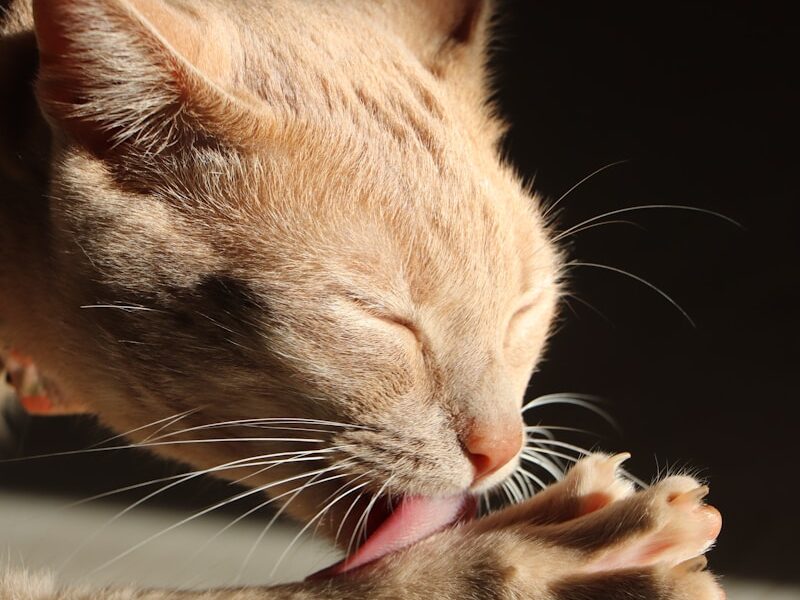 a close up of a cat with its mouth open