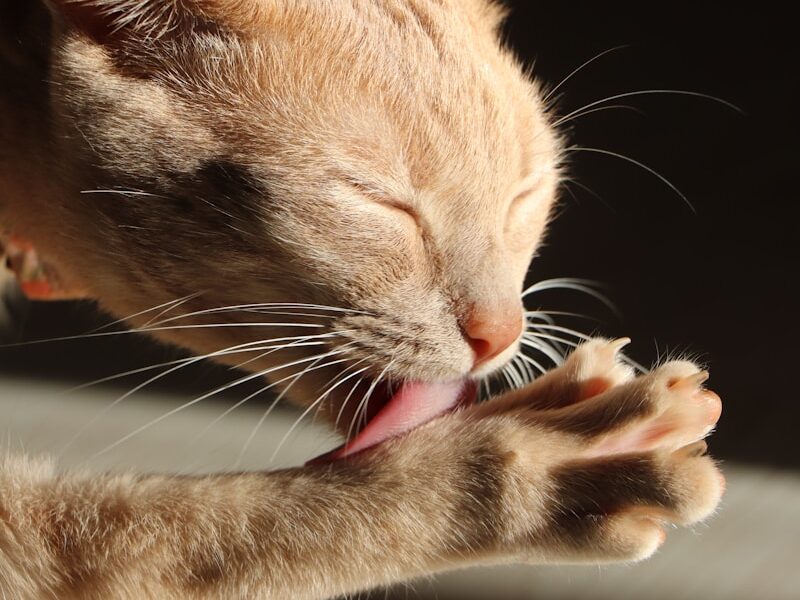 a close up of a cat with its mouth open